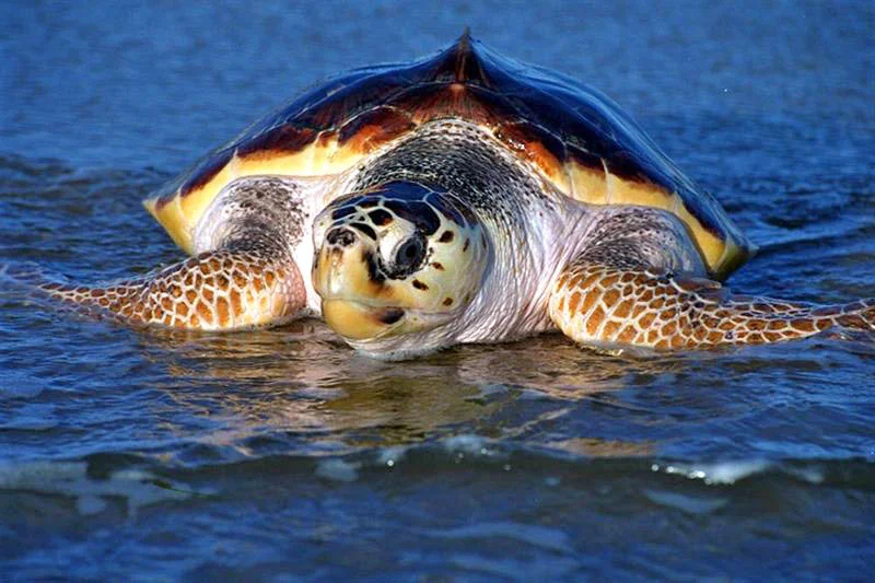 Green Sea Turtles No Longer Endangered: What the Conservation Data Actually Reveals